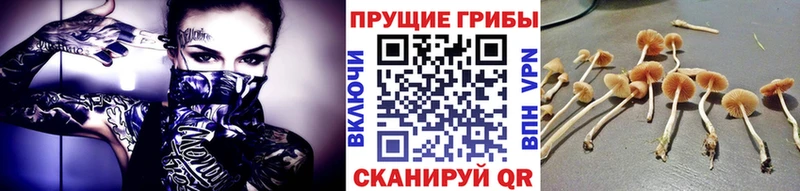OMG онион  Таруса  Псилоцибиновые грибы GOLDEN TEACHER 